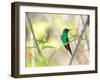 A Violet-Capped Woodnymph Perches on a Tree Branch in the Atlantic Rainforest-Alex Saberi-Framed Premium Photographic Print