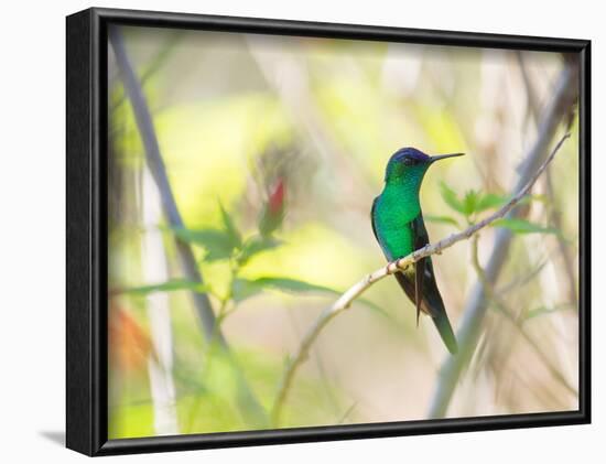 A Violet-Capped Woodnymph Perches on a Tree Branch in the Atlantic Rainforest-Alex Saberi-Framed Photographic Print