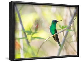 A Violet-Capped Woodnymph Perches on a Tree Branch in the Atlantic Rainforest-Alex Saberi-Framed Photographic Print