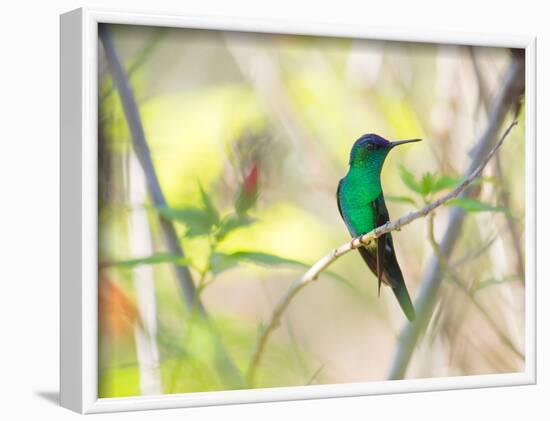 A Violet-Capped Woodnymph Perches on a Tree Branch in the Atlantic Rainforest-Alex Saberi-Framed Photographic Print