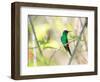 A Violet-Capped Woodnymph Perches on a Tree Branch in the Atlantic Rainforest-Alex Saberi-Framed Photographic Print