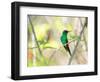 A Violet-Capped Woodnymph Perches on a Tree Branch in the Atlantic Rainforest-Alex Saberi-Framed Photographic Print