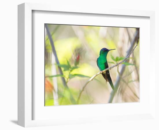 A Violet-Capped Woodnymph Perches on a Tree Branch in the Atlantic Rainforest-Alex Saberi-Framed Photographic Print