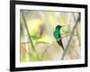 A Violet-Capped Woodnymph Perches on a Tree Branch in the Atlantic Rainforest-Alex Saberi-Framed Photographic Print