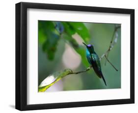 A Violet-Capped Woodnymph Perching on Twig in Atlantic Rainforest, Brazil-Alex Saberi-Framed Photographic Print