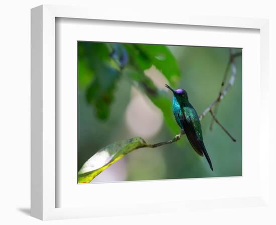 A Violet-Capped Woodnymph Perching on Twig in Atlantic Rainforest, Brazil-Alex Saberi-Framed Photographic Print