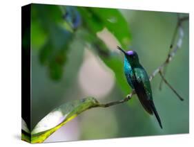 A Violet-Capped Woodnymph Perching on Twig in Atlantic Rainforest, Brazil-Alex Saberi-Stretched Canvas