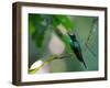 A Violet-Capped Woodnymph Perching on Twig in Atlantic Rainforest, Brazil-Alex Saberi-Framed Photographic Print