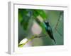 A Violet-Capped Woodnymph Perching on Twig in Atlantic Rainforest, Brazil-Alex Saberi-Framed Photographic Print