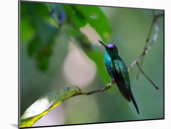A Violet-Capped Woodnymph Perching on Twig in Atlantic Rainforest, Brazil-Alex Saberi-Mounted Photographic Print