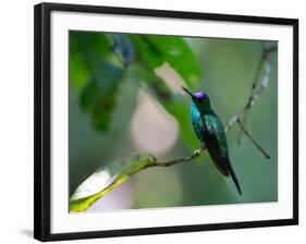 A Violet-Capped Woodnymph Perching on Twig in Atlantic Rainforest, Brazil-Alex Saberi-Framed Photographic Print