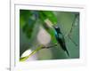 A Violet-Capped Woodnymph Perching on Twig in Atlantic Rainforest, Brazil-Alex Saberi-Framed Photographic Print