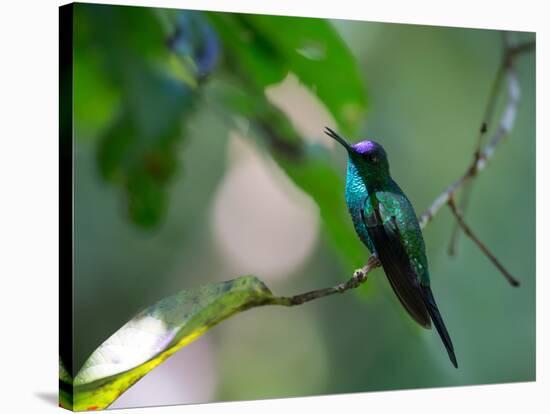 A Violet-Capped Woodnymph Perching on Twig in Atlantic Rainforest, Brazil-Alex Saberi-Stretched Canvas