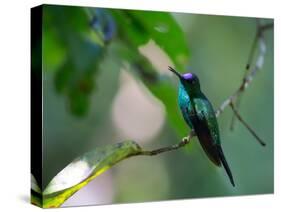 A Violet-Capped Woodnymph Perching on Twig in Atlantic Rainforest, Brazil-Alex Saberi-Stretched Canvas