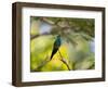 A Violet-Capped Woodnymph Rests on a Branch in Ubatuba, Brazil-Alex Saberi-Framed Photographic Print