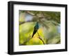 A Violet-Capped Woodnymph Rests on a Branch in Ubatuba, Brazil-Alex Saberi-Framed Photographic Print