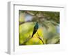 A Violet-Capped Woodnymph Rests on a Branch in Ubatuba, Brazil-Alex Saberi-Framed Photographic Print