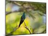 A Violet-Capped Woodnymph Rests on a Branch in Ubatuba, Brazil-Alex Saberi-Mounted Photographic Print