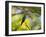 A Violet-Capped Woodnymph Rests on a Branch in Ubatuba, Brazil-Alex Saberi-Framed Photographic Print