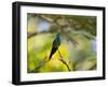 A Violet-Capped Woodnymph Rests on a Branch in Ubatuba, Brazil-Alex Saberi-Framed Photographic Print