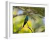 A Violet-Capped Woodnymph Rests on a Branch in Ubatuba, Brazil-Alex Saberi-Framed Photographic Print