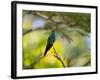 A Violet-Capped Woodnymph Rests on a Branch in Ubatuba, Brazil-Alex Saberi-Framed Photographic Print