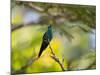 A Violet-Capped Woodnymph Rests on a Branch in Ubatuba, Brazil-Alex Saberi-Mounted Photographic Print