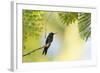 A Violet-Capped Woodnymph Rests on a Branch in Ubatuba, Brazil-Alex Saberi-Framed Photographic Print