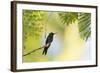 A Violet-Capped Woodnymph Rests on a Branch in Ubatuba, Brazil-Alex Saberi-Framed Photographic Print