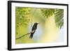 A Violet-Capped Woodnymph Rests on a Branch in Ubatuba, Brazil-Alex Saberi-Framed Photographic Print