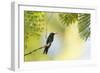 A Violet-Capped Woodnymph Rests on a Branch in Ubatuba, Brazil-Alex Saberi-Framed Photographic Print