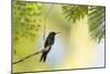 A Violet-Capped Woodnymph Rests on a Branch in Ubatuba, Brazil-Alex Saberi-Mounted Photographic Print