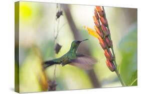 A Violet-Capped Woodnymph, Thalurania Glaucopis, Feeding Mid Flight-Alex Saberi-Stretched Canvas