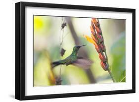 A Violet-Capped Woodnymph, Thalurania Glaucopis, Feeding Mid Flight-Alex Saberi-Framed Photographic Print