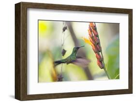 A Violet-Capped Woodnymph, Thalurania Glaucopis, Feeding Mid Flight-Alex Saberi-Framed Photographic Print