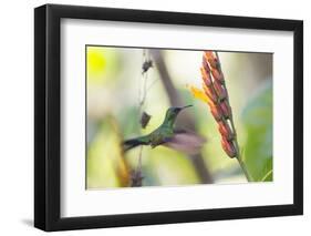 A Violet-Capped Woodnymph, Thalurania Glaucopis, Feeding Mid Flight-Alex Saberi-Framed Photographic Print