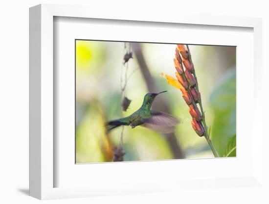 A Violet-Capped Woodnymph, Thalurania Glaucopis, Feeding Mid Flight-Alex Saberi-Framed Photographic Print