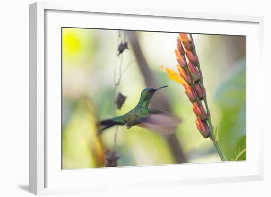 A Violet-Capped Woodnymph, Thalurania Glaucopis, Feeding Mid Flight-Alex Saberi-Framed Photographic Print