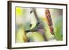 A Violet-Capped Woodnymph, Thalurania Glaucopis, Feeding Mid Flight-Alex Saberi-Framed Photographic Print