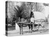 A Virginia Vegetable Cart-null-Stretched Canvas