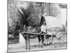 A Virginia Vegetable Cart-null-Mounted Photo