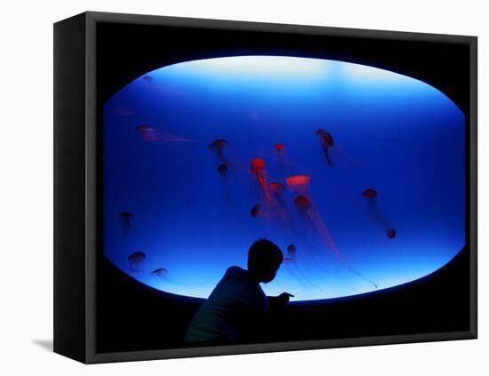 A Visitor Looks at the Jellyfish Called Brown Sea Nettle-null-Framed Stretched Canvas