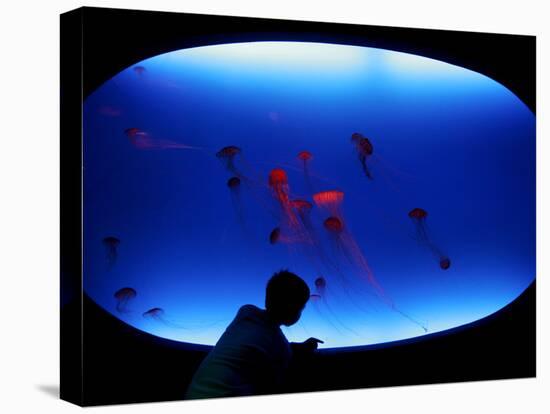 A Visitor Looks at the Jellyfish Called Brown Sea Nettle-null-Stretched Canvas