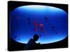 A Visitor Looks at the Jellyfish Called Brown Sea Nettle-null-Stretched Canvas