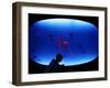 A Visitor Looks at the Jellyfish Called Brown Sea Nettle-null-Framed Premium Photographic Print