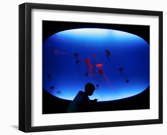 A Visitor Looks at the Jellyfish Called Brown Sea Nettle-null-Framed Premium Photographic Print