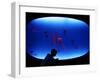 A Visitor Looks at the Jellyfish Called Brown Sea Nettle-null-Framed Premium Photographic Print