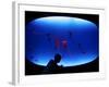 A Visitor Looks at the Jellyfish Called Brown Sea Nettle-null-Framed Photographic Print