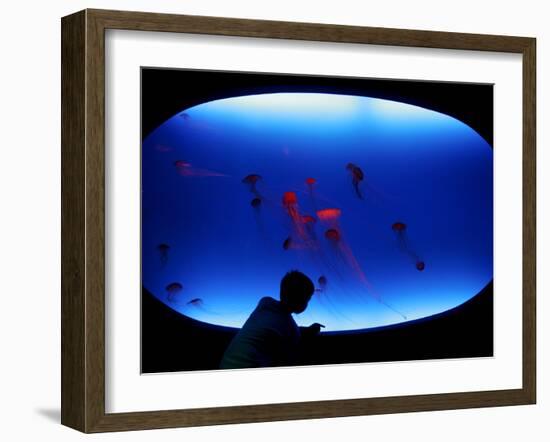 A Visitor Looks at the Jellyfish Called Brown Sea Nettle-null-Framed Photographic Print