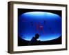 A Visitor Looks at the Jellyfish Called Brown Sea Nettle-null-Framed Photographic Print